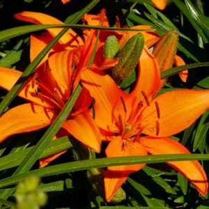 Lilies in bloom, 2016