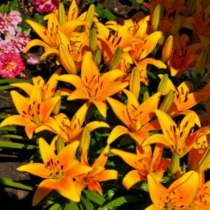 Yellow lilies