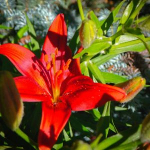 Red Lily