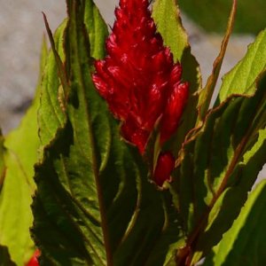 P1050036