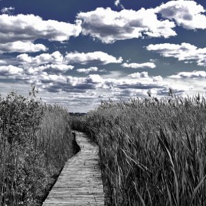 Plum Island