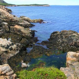 Rocky coast of Acadia National Park