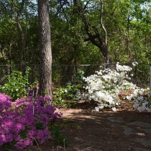 http://www.seniorforums.com/album.php?albumid=381&attachmentid=32776DSC 0537