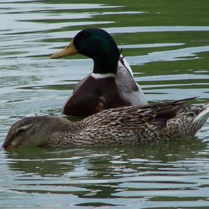 Ducks on the pond