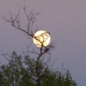 moon