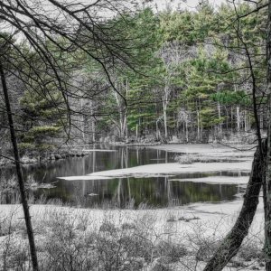 Pond Through the Trees 2