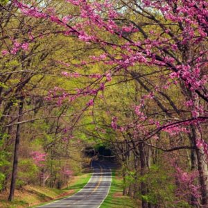 201203 w spring break road trips skyline drive