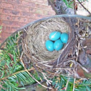 robins nest