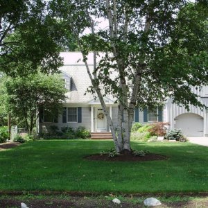 a beatiful birches in the Lawrence Estates