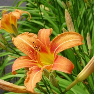 a beautiful Canada lily