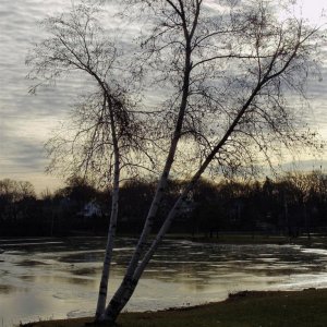 a beautiful birch stand under winter sky
