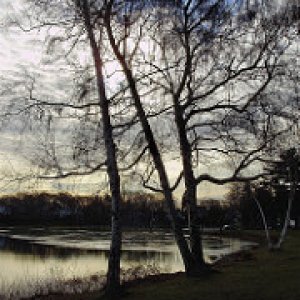 a beautiful birches with breaking ice sm shot
