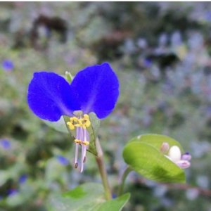 Asiatic dayflower