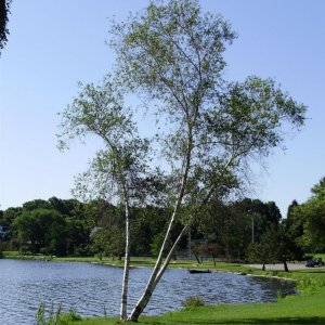 a beautiful birch by the lake