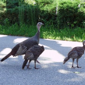 a beautiful female turkey and offspring