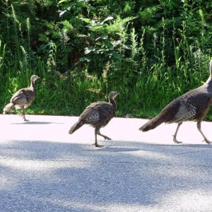 a beautiful female turkeys walking down the road