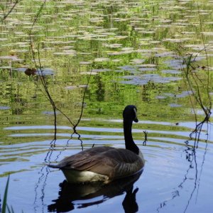 a beautiful goose swimming amidst relections