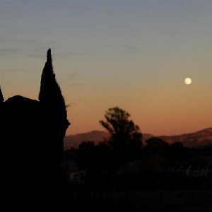 ears and moon