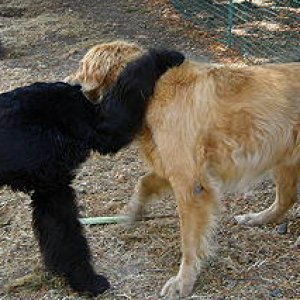 Golden AJ and the monkey/schnauzer dawg