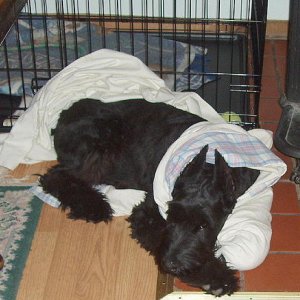 bed time, crate door closed