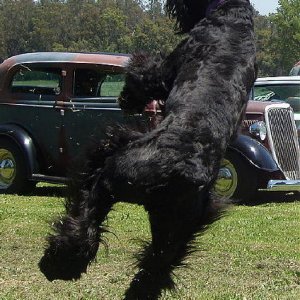 doing the happy dance