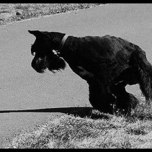 shadow points the way