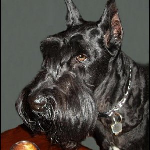 travs birthday, gazing into his crystal future.. He sees a new sofa and lots of tennis balls