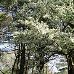 a beautiful flowering tree in white SM
