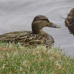 a beautiful female mallard SM