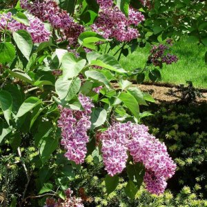 a beautiful lilac bush 1