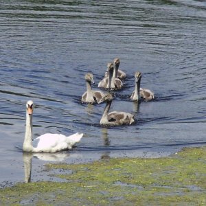 a beautiful pen with five cygnets