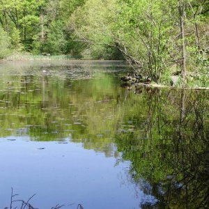 a beautiful reflections on pond LG