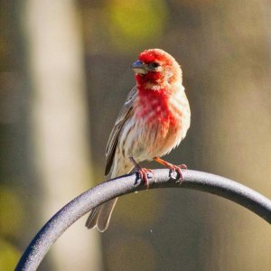 Male Finch