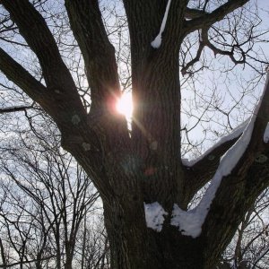 a beautiful sun through tree branches LG