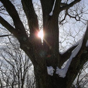 a beautiful sun through tree branches SM