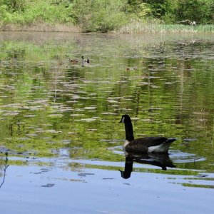 a beautiful canadian goose and mallard on the pond