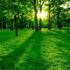 a greenery