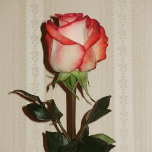a beautiful sunset rose