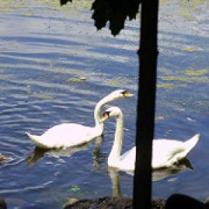 a beautiful swans crossing SM