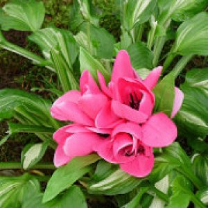 a beautiful fuscia flower sm shot