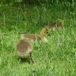 a beautiful goslings in the grass four