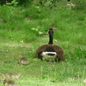a beautiful goose rear shot with 3 chicks B