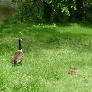 a beautiful goose with 2 of 4 goslings side view approaching river nice