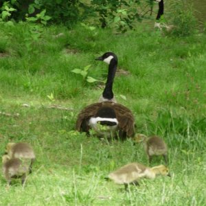 a beautiful goose with 4 goslings B