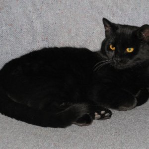 Blacky2