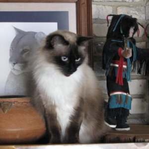 molly on shelf3