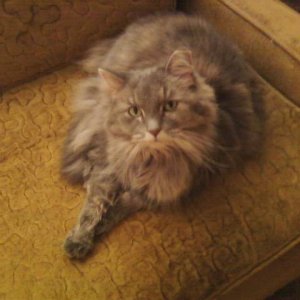 Babycat  :)