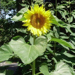 a a sunflower 1