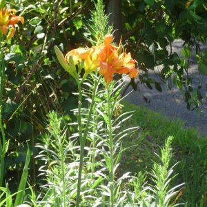 a a lily in the sun