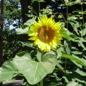 a a sunflower 2